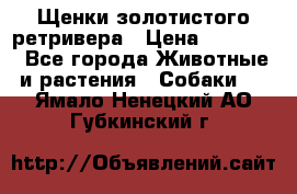 Щенки золотистого ретривера › Цена ­ 15 000 - Все города Животные и растения » Собаки   . Ямало-Ненецкий АО,Губкинский г.